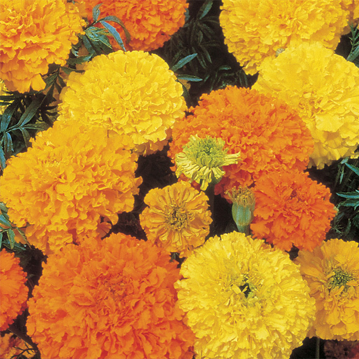 Crackerjack Mix Marigold, Marigolds Horticultural Products & Services