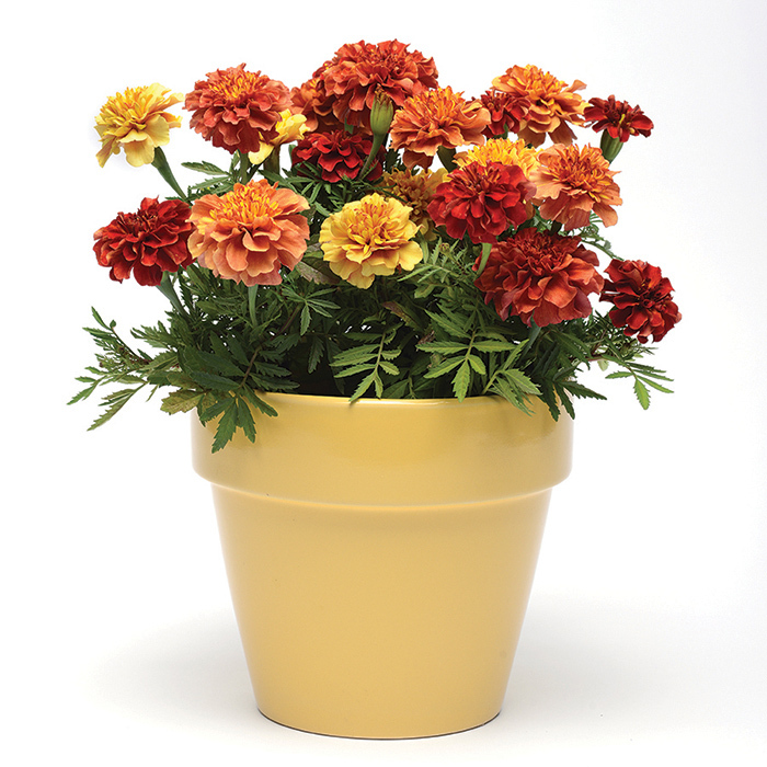 Strawberry Blonde Marigold, Marigolds Horticultural Products & Services