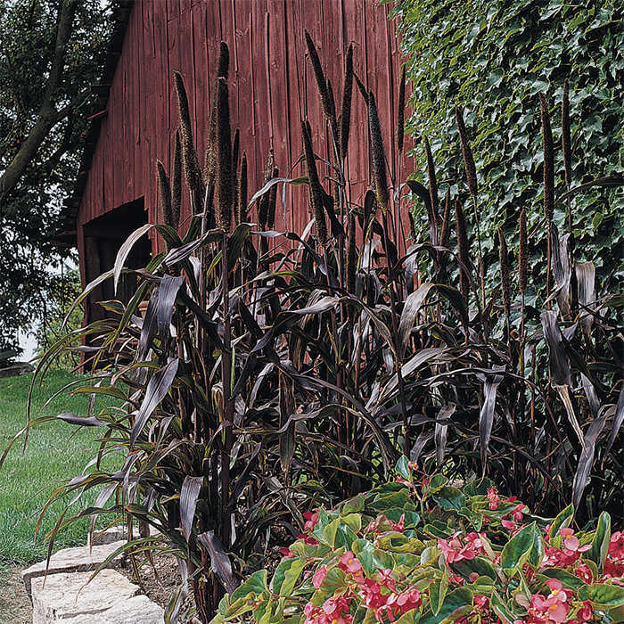 Purple Majesty Hybrid Ornamental Millet, Millet, Ornamental