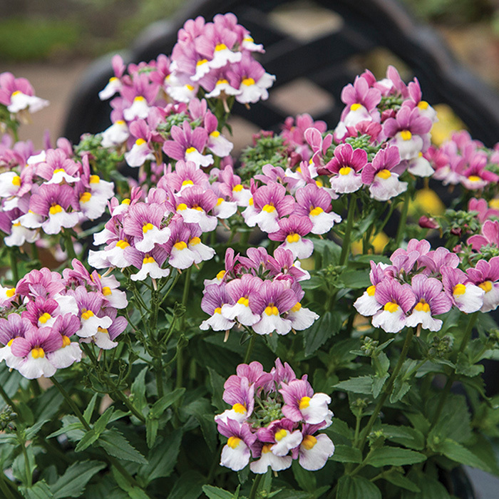 Seventh Heaven Lavender Bicolor Hybrid Nemesia, Nemesia Horticultural