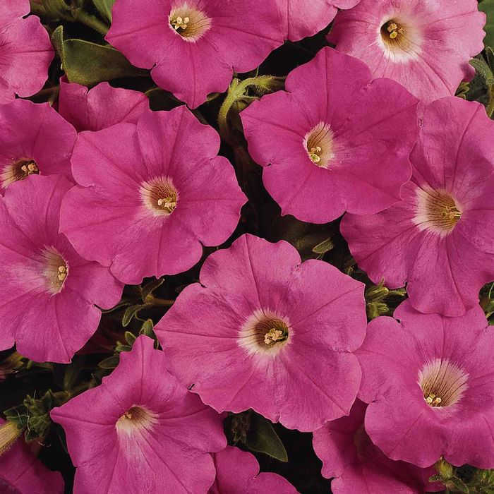 Easy Wave Pink Hybrid Petunia, Easy Wave™ Series Horticultural