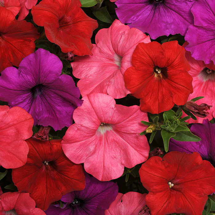 Easy Wave South Beach Mix Hybrid Petunia, Petunias Horticultural