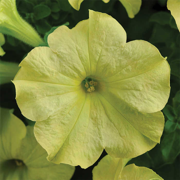 Sophistica Lime Green Hybrid Petunia, Sophistica Series Horticultural