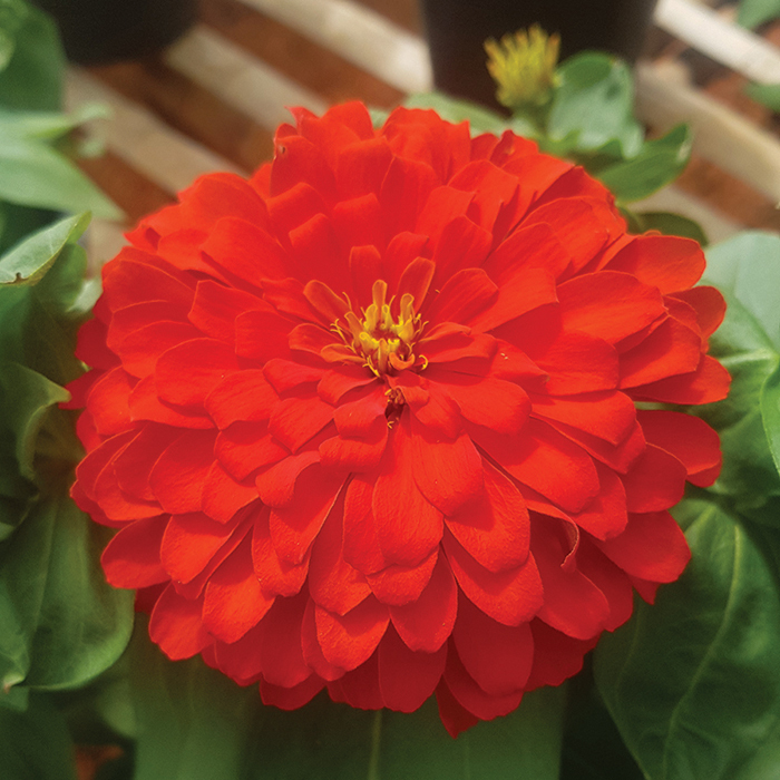 Holi Scarlet Hybrid Zinnia, Zinnias Horticultural Products & Services