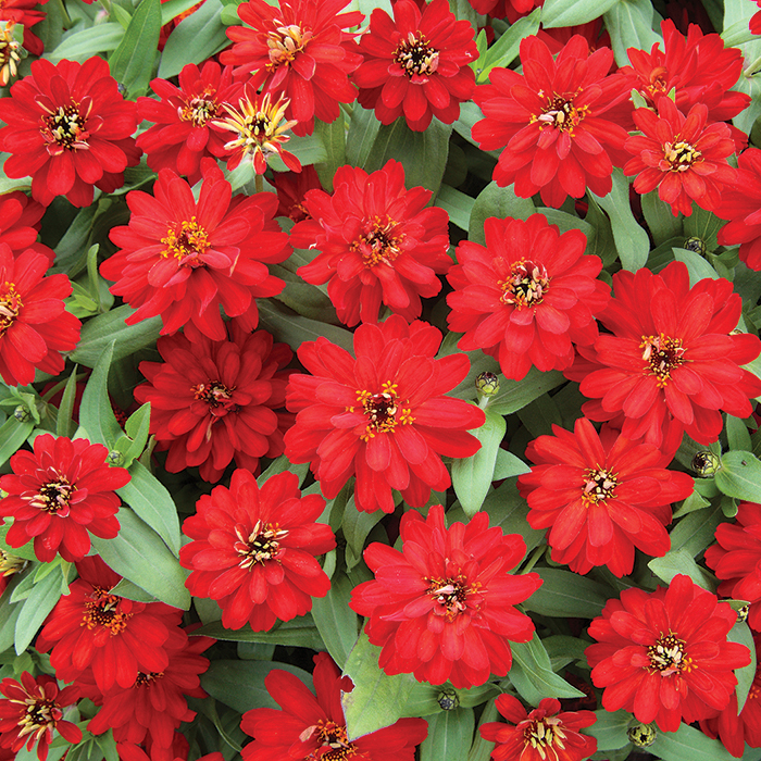 Double Red Profusion Hybrid Zinnia, Zinnias Horticultural Products