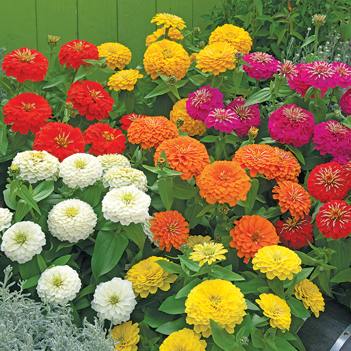 Mixed Preciosa Hybrid Zinnia, New Horticultural Products & Services