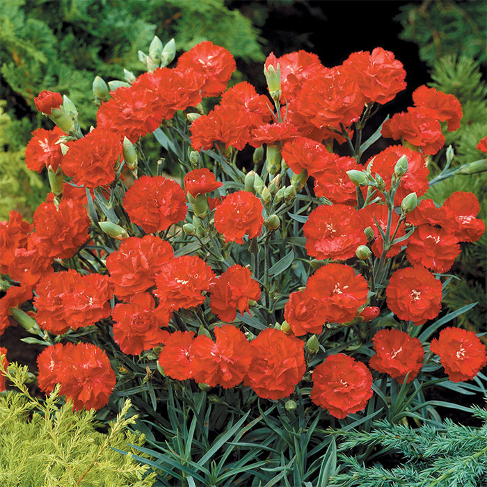 Can Can Scarlet Hybrid Carnation, Carnation Horticultural Products