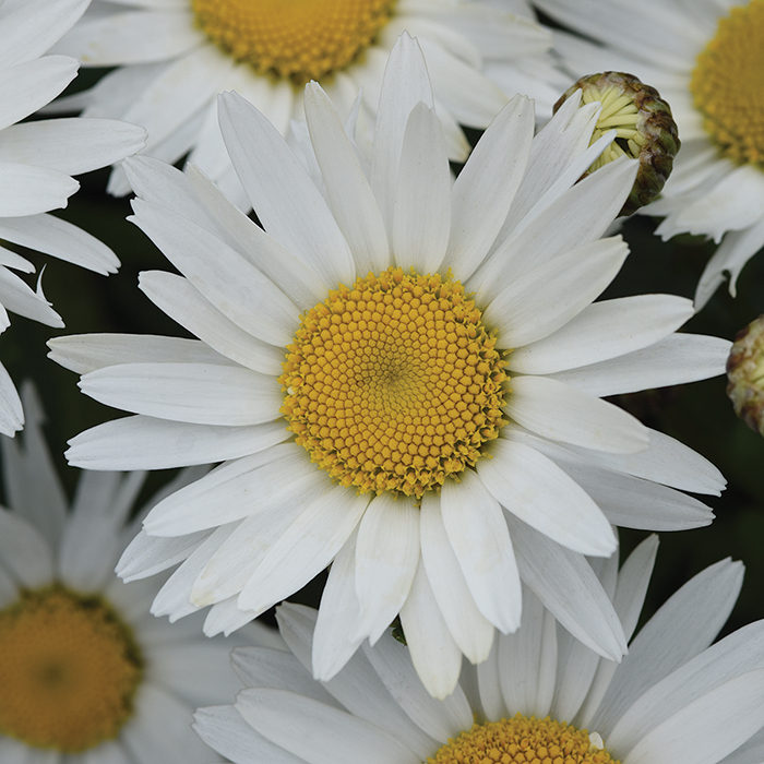 Madonna Hybrid Shasta Daisy, Shasta Daisy Horticultural Products
