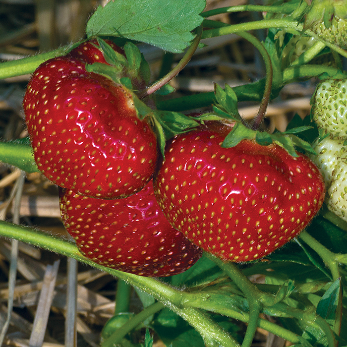 Flavorfest June Bearing Strawberry, Strawberries