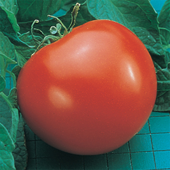 Goliath Hybrid Tomato - Pixie Stakes