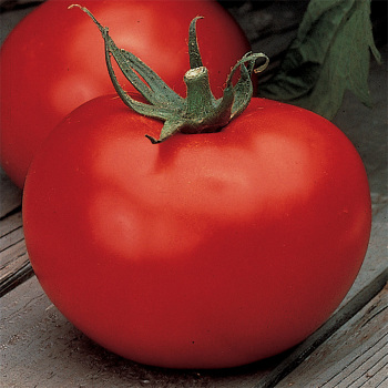 Better Boy Hybrid Tomato - Pixie Stakes