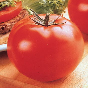 Big Beef Hybrid Tomato - Pixie Stakes