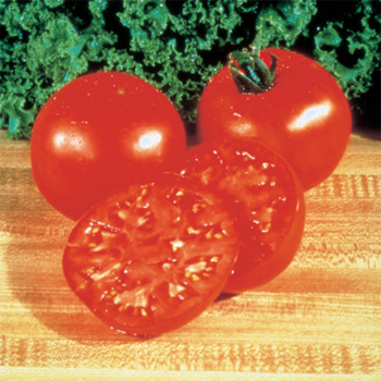 Burpee Big Boy Hybrid Tomato - Pixie Stakes