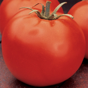 Celebrity Hybrid Tomato - Pixie Stakes