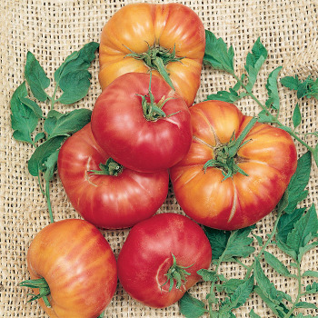 German Johnson Pink Tomato - Pixie Stakes