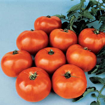 Jet Star Hybrid Tomato - Pixie Stakes
