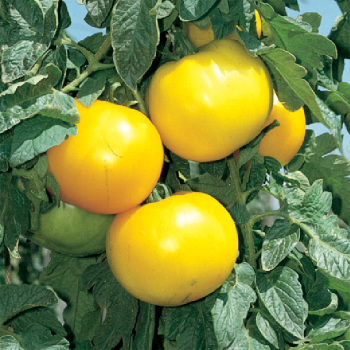 Lemon Boy Hybrid Tomato - Pixie stakes