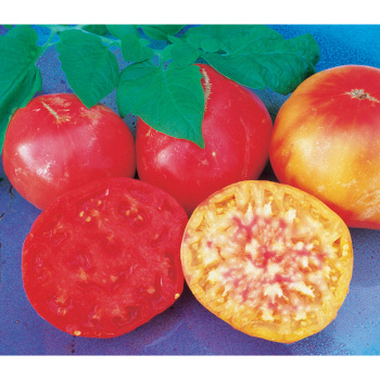 Mr Stripey Tomato - Pixie stakes