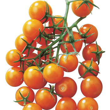 Sunsugar Hybrid Tomato - Pixie Stakes