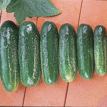 Homemade Pickles Cucumber - pixie stakes