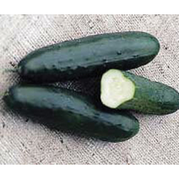 Straight Eight Cucumber - pixie stakes