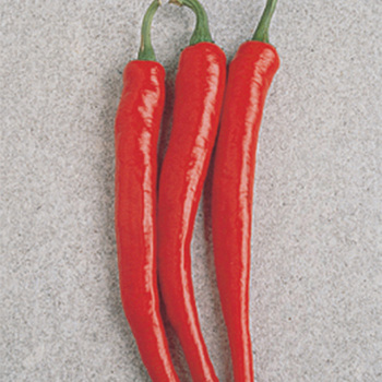 Cayenne Long Red Thin Pepper - Pixie Stakes