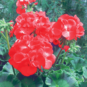 Maverick Red Hybrid Geranium - Pixie Stakes