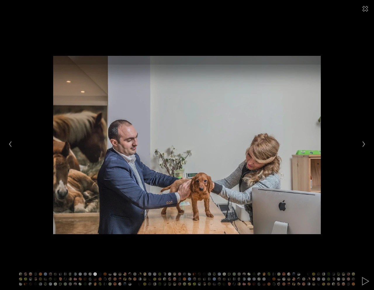 Azerbaijan Animal Rescue Center-in saytı 10