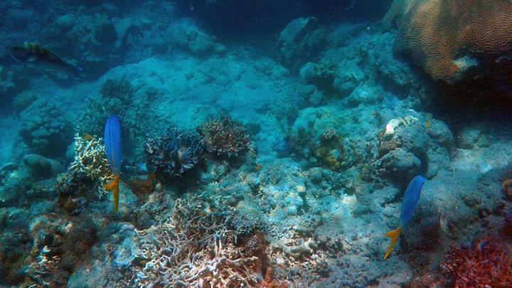 bottom of the ocean pictures 3d huge tit videos