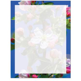 Pink Bright Apple Blossoms