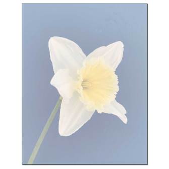 Single Daffodil Letterhead