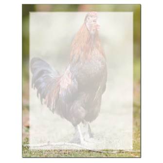 Rooster Letterhead