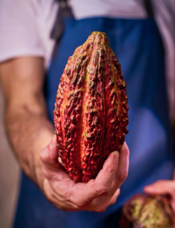 Holding a Cacao Pod