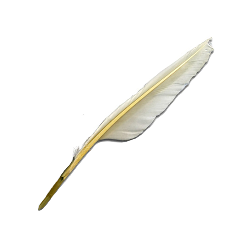 Uncut CURED Goose Quill, Writing Tools John Neal Bookseller