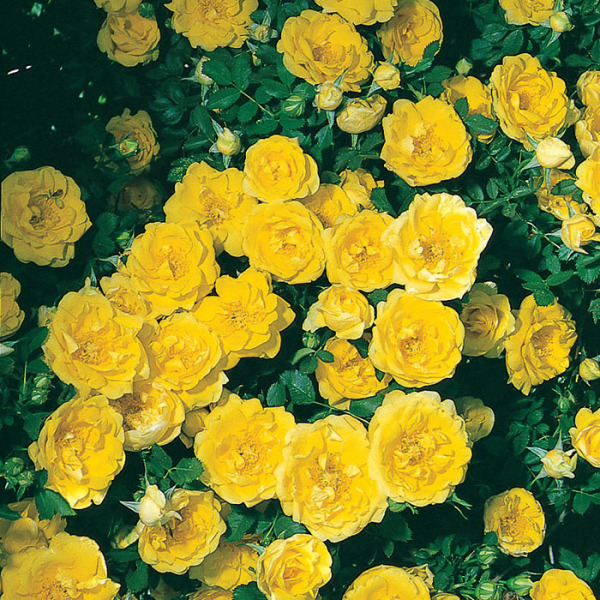 Rose Bushes For Sale Jung Seed Company