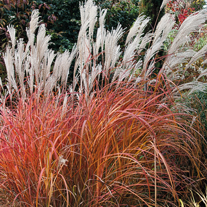 Fire Dragon Maiden Grass, Grass: Jung 