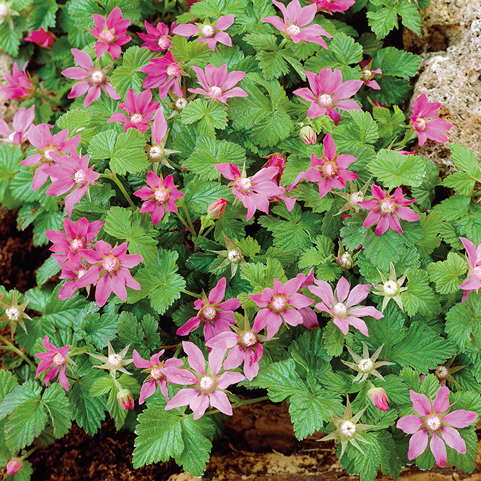 Anna Groundcover Raspberry Garden Center Bareroot Jung Seed Company