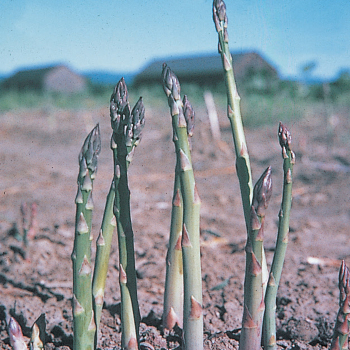 Jersey Knight Hybrid Asparagus - Roots
