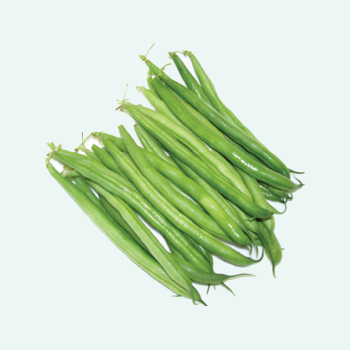 Contender Bush Bean