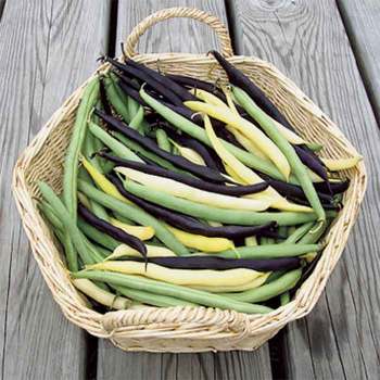 Jung Tricolor Bush Bean Blend