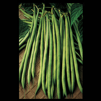 Maxibel Bush Bean