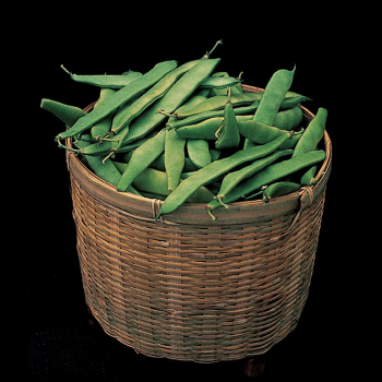 Roma 2 Italian Bush Bean