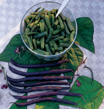 Royal Burgundy Bush Bean