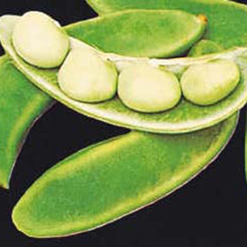 Burpee Improved Bush Lima Bean