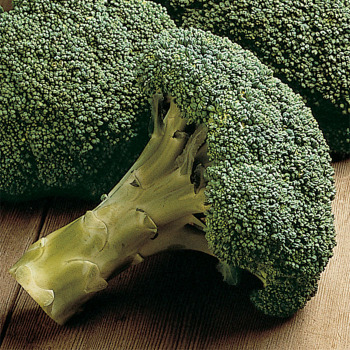 Packman Hybrid Broccoli - 100 seeds