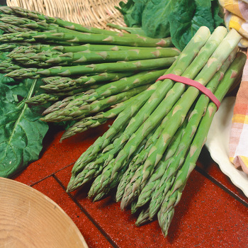 Millennium Hybrid Asparagus - Roots