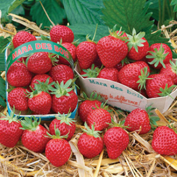 Mara Des Bois Strawberry
