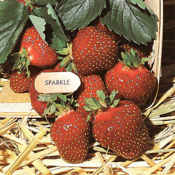 Sparkle Junebearing Strawberry