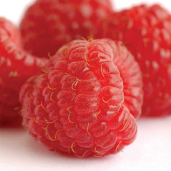 Heritage Fall Bearing Raspberry