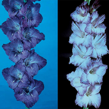 Blue And Purple Gladiolus